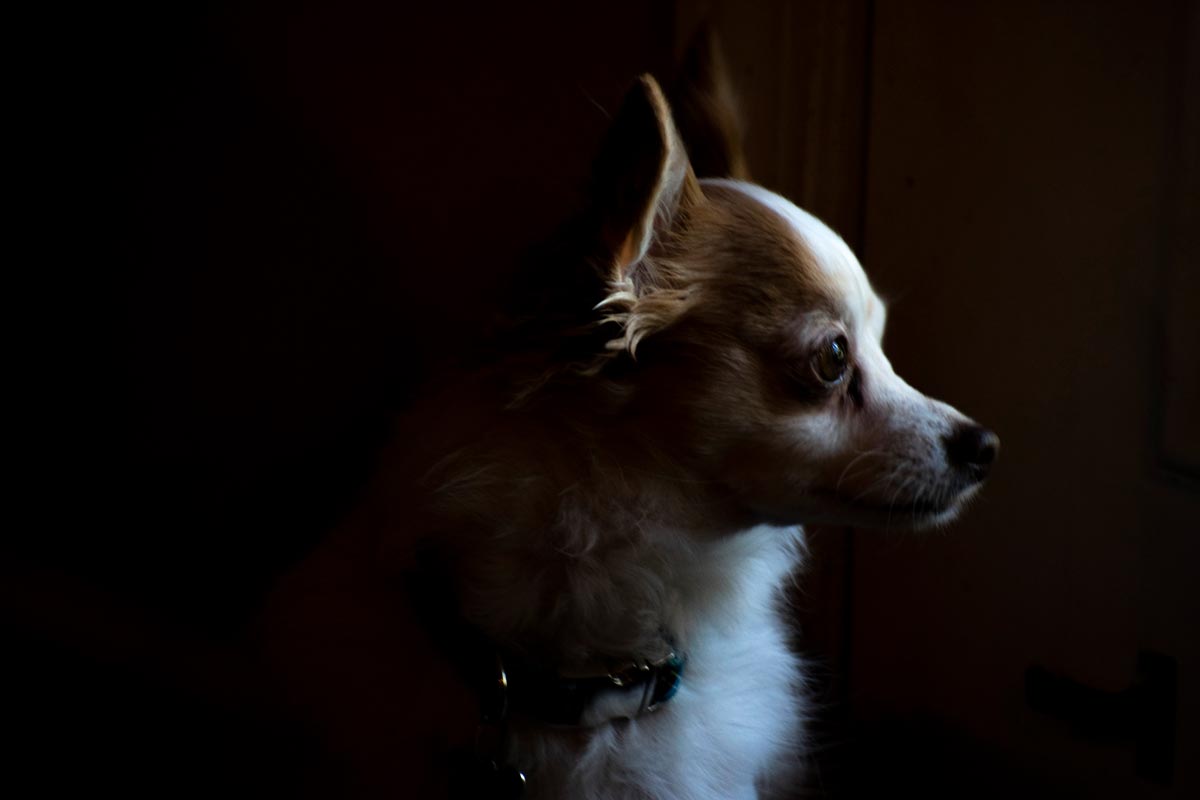 Portrait of Biscuit, the Chihuahua