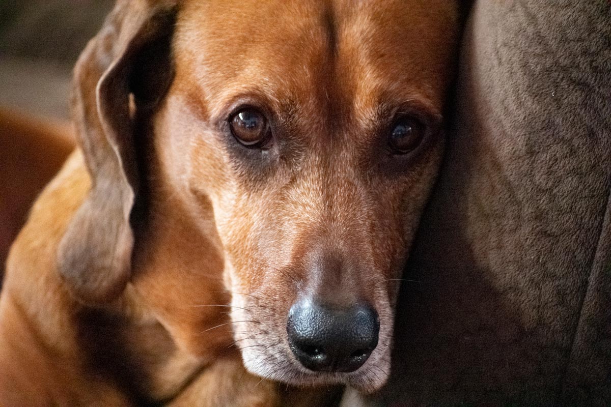 Portrait of a Reggie, the Redbone Coonhound