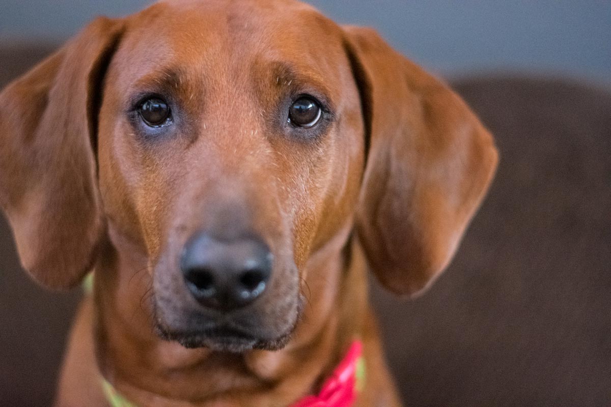 Portrait of Rusty, the Redbone Coonhound