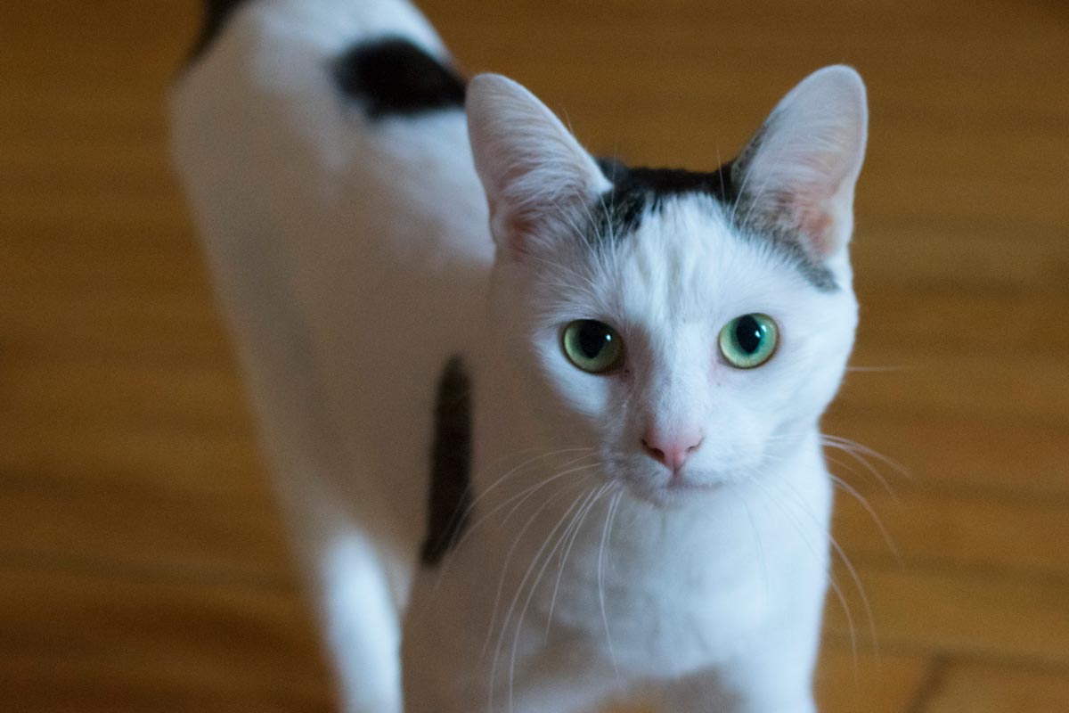Portrait of Squeak, the black and white cat.